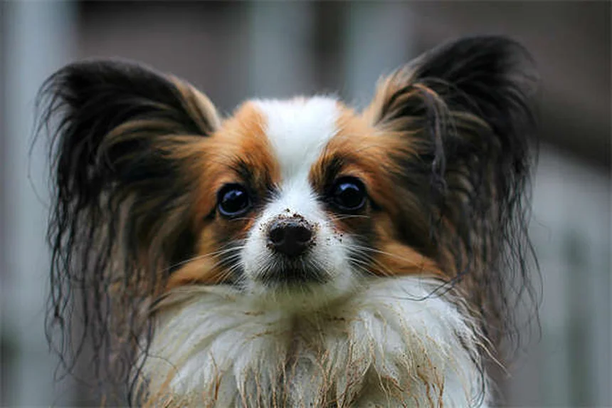 診断がカギ！獣医が教える愛犬の不安を和らげる自然な方法7つ