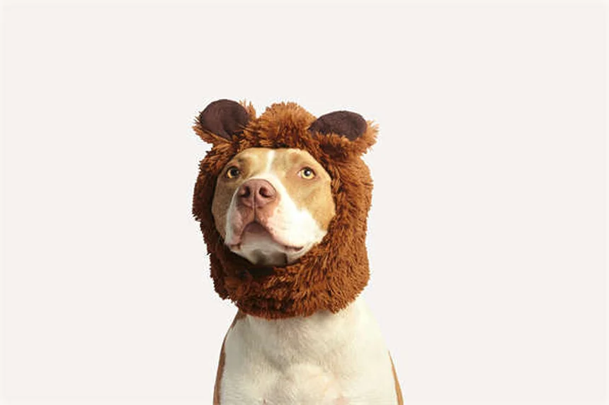 犬の薬、経口薬と外用薬どっちがベスト？獣医師が教える選び方