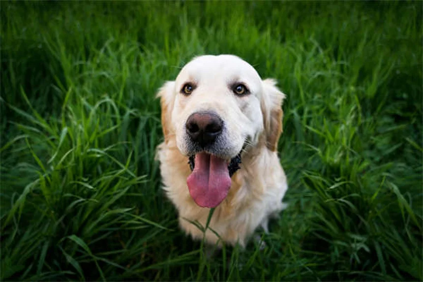 水が好きな犬18選!泳ぐのが上手な犬種を一挙紹介【2025年保存版】