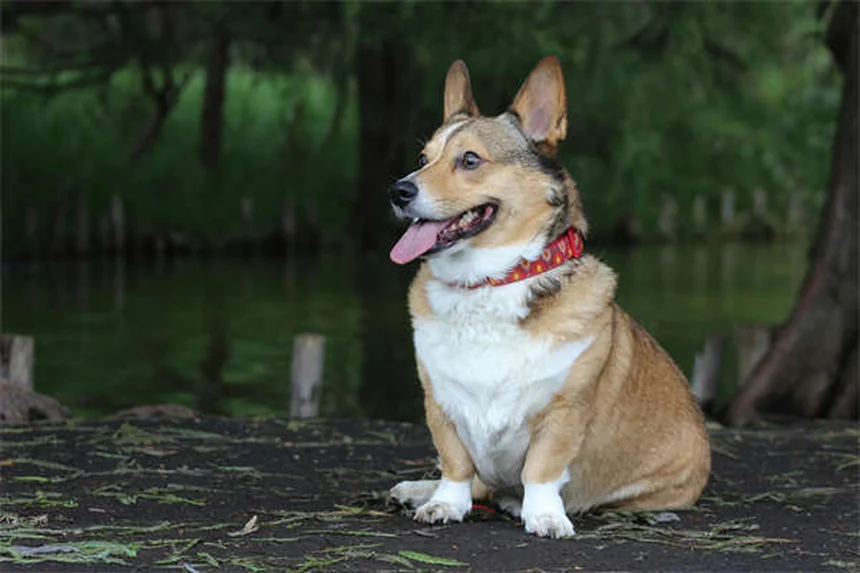 クロルフェニラミンは犬や猫に使える？正しい使い方と注意点