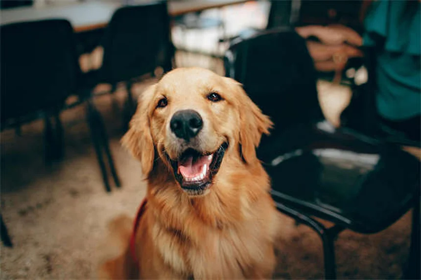 【獣医師監修】犬の家庭療法8選と絶対NGな13症状｜知識で守る愛犬の健康