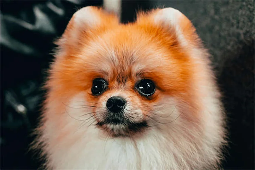 【獣医師監修】犬の家庭療法8選と絶対NGな13症状｜知識で守る愛犬の健康