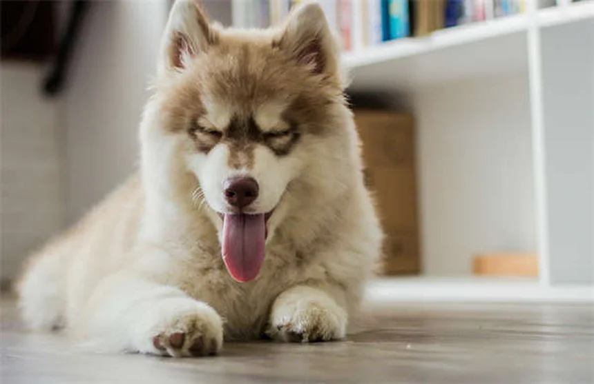 【獣医師監修】犬の家庭療法8選と絶対NGな13症状｜知識で守る愛犬の健康