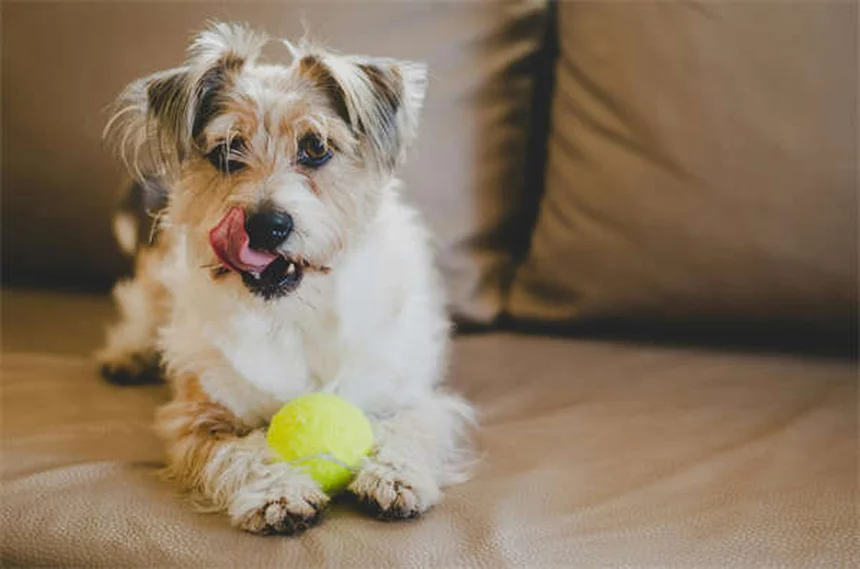 犬が水をたくさん飲むのは病気のサイン？飼い主が知るべき6つの理由と早期発見のコツ