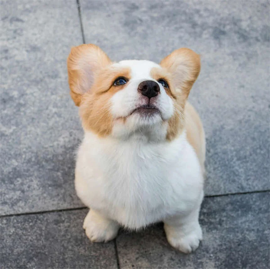犬のいびき原因は？解剖や肥満など知っておきたい真実