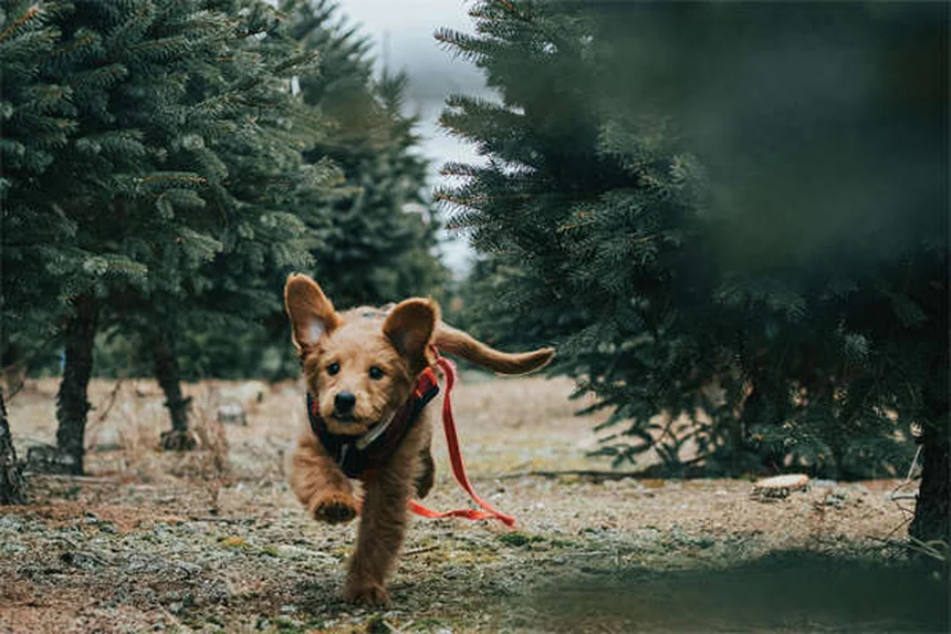 夏の犬の散歩、熱中症とやけどから愛犬を守る10のポイント