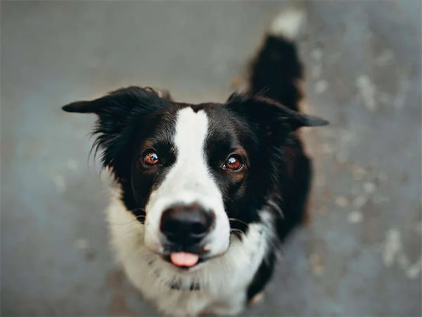 犬をハエから守る安全な予防法と対策ガイド