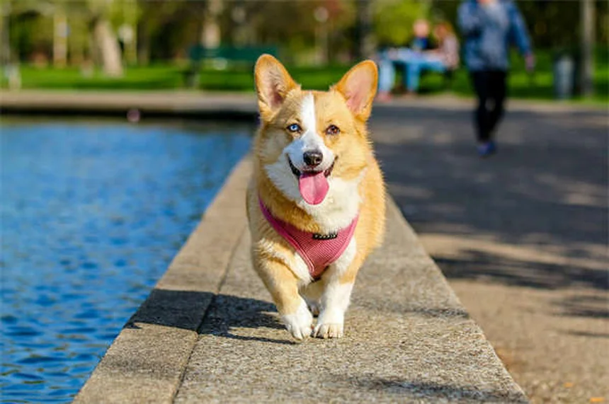 犬の血小板凝固障害の症状と原因を徹底解説｜見逃しがちな初期サインと対策