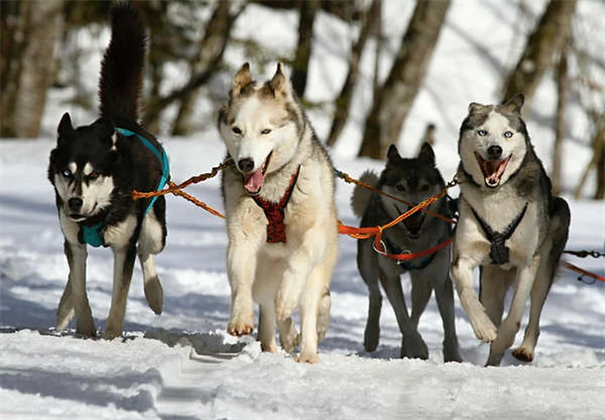 犬のおもちゃの選び方、もう失敗しない！コツをプロが伝授