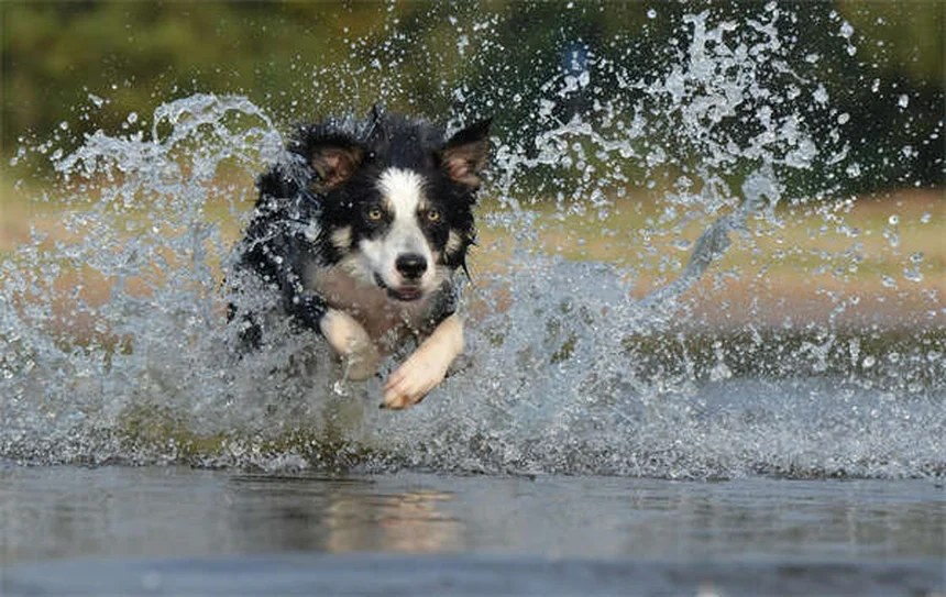 犬の脳の秘密：人間とこんなに似ている！