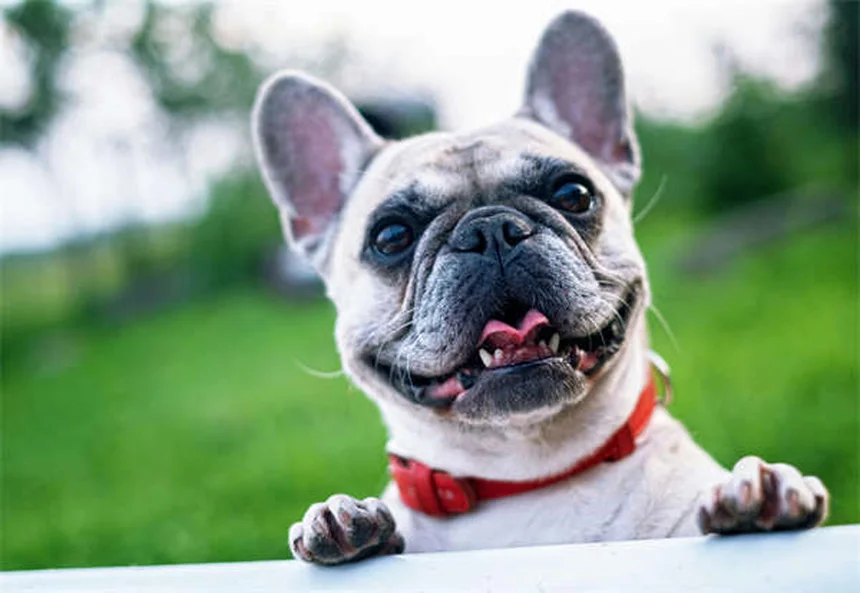 犬の脳の秘密：人間とこんなに似ている！