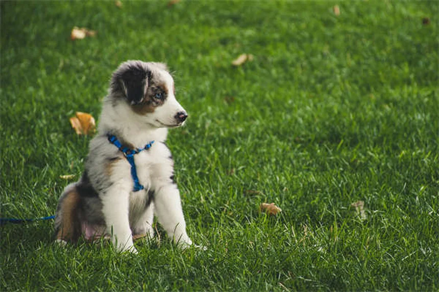 犬が人を舐める理由とは？場所別に解説する愛情と心理