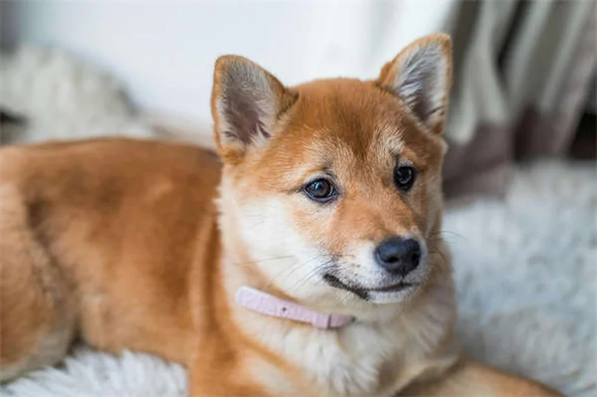 犬の耳の問題の見逃しサインと掃除頻度の正解