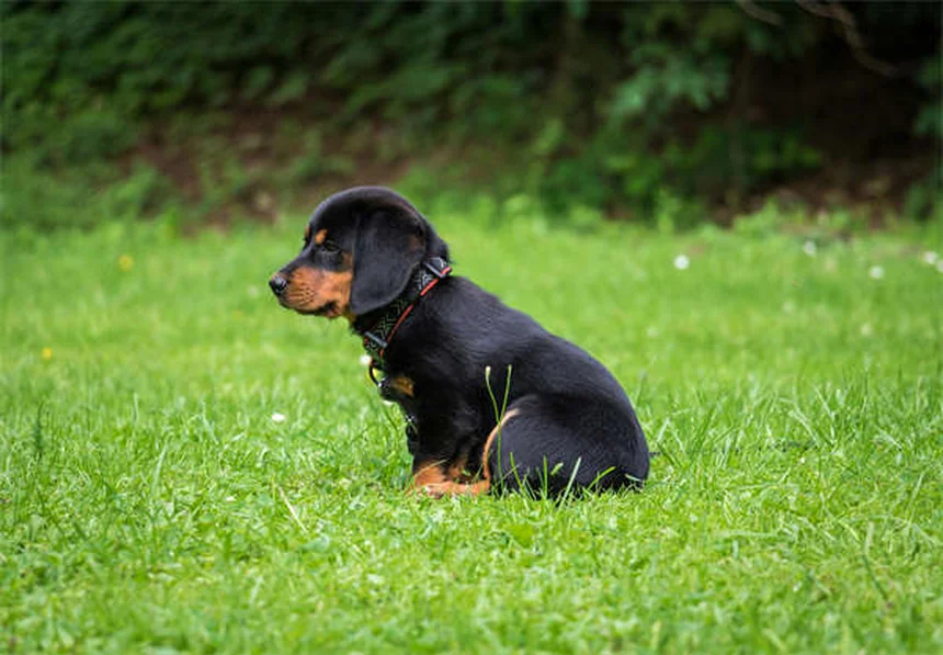 サルモネラ菌を犬からうつされない5つの予防法