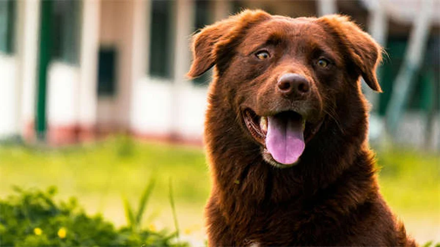 サルモネラ菌を犬からうつされない5つの予防法