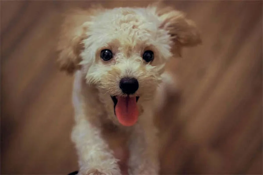 愛犬の散歩がもたらす5つの健康メリット！始めるべき理由
