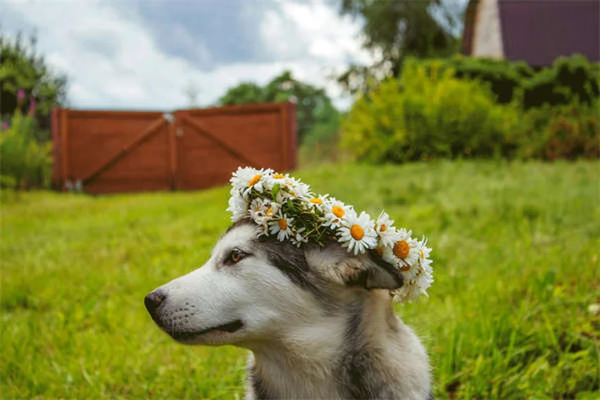 愛犬の散歩がもたらす5つの健康メリット！始めるべき理由