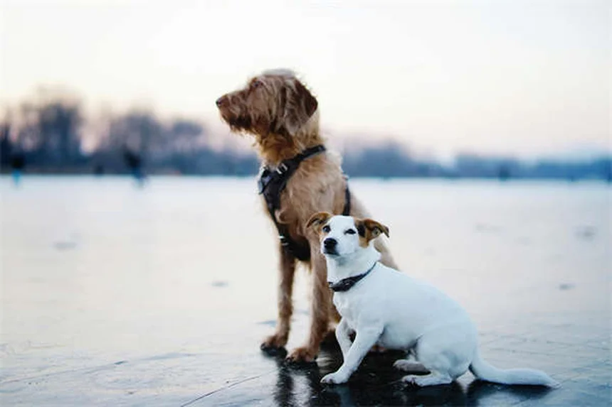 犬の尿結晶、見つかったらどうする？獣医師が解説