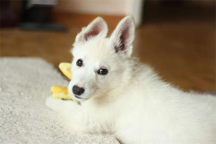 愛情だけじゃない！犬がじっと見つめる5つの理由【要注意サインも解説】