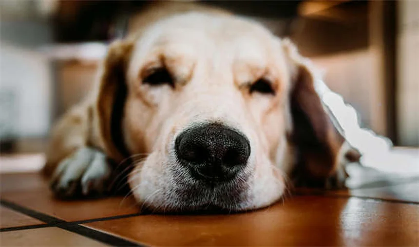 愛情だけじゃない！犬がじっと見つめる5つの理由【要注意サインも解説】