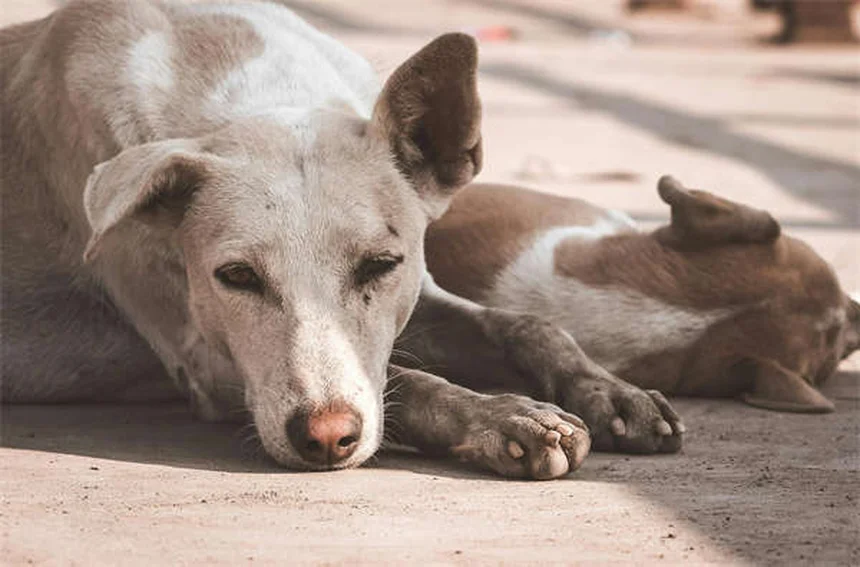 愛情だけじゃない！犬がじっと見つめる5つの理由【要注意サインも解説】