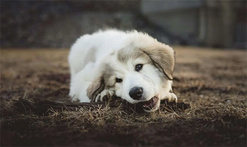 保護犬・保護猫の譲渡費用を徹底解説